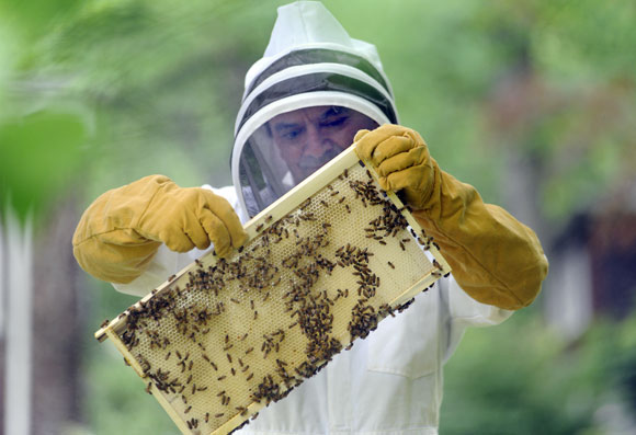 DAVE KLASSEN WITH HIS BEES