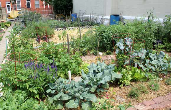 Cultivating Community: Gardens Sprout in Former Vacant Spaces